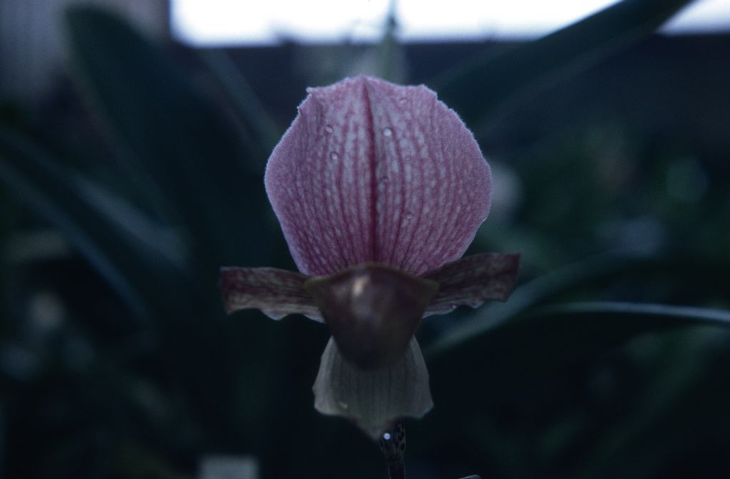 Paphiopedilum charlesworthii, November 1967, roll 196711H1 slide 1.  Species described in 1894.