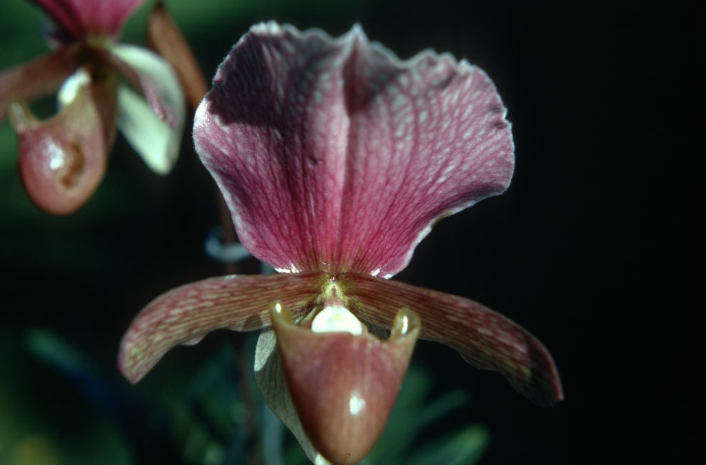 Paphiopedilum charlesworthii 'Carimo', October 1970, roll 197010H4 slide 16.  Species described in 1894.