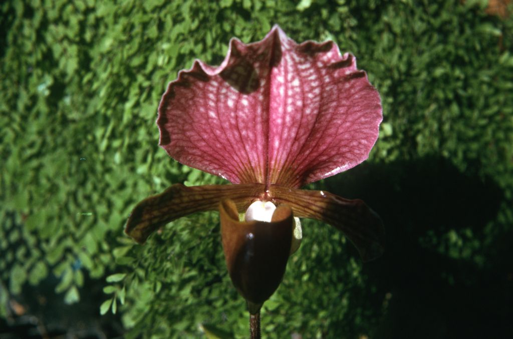 Paphiopedilum charlesworthii 'Dennis', September 1973, roll 197309H2 slide 16.  Species described in 1894.