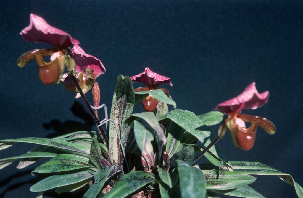 Paphiopedilum charlesworthii 'Dennis', December 1977, roll 197712H6 slide 16.  Species described in 1894.