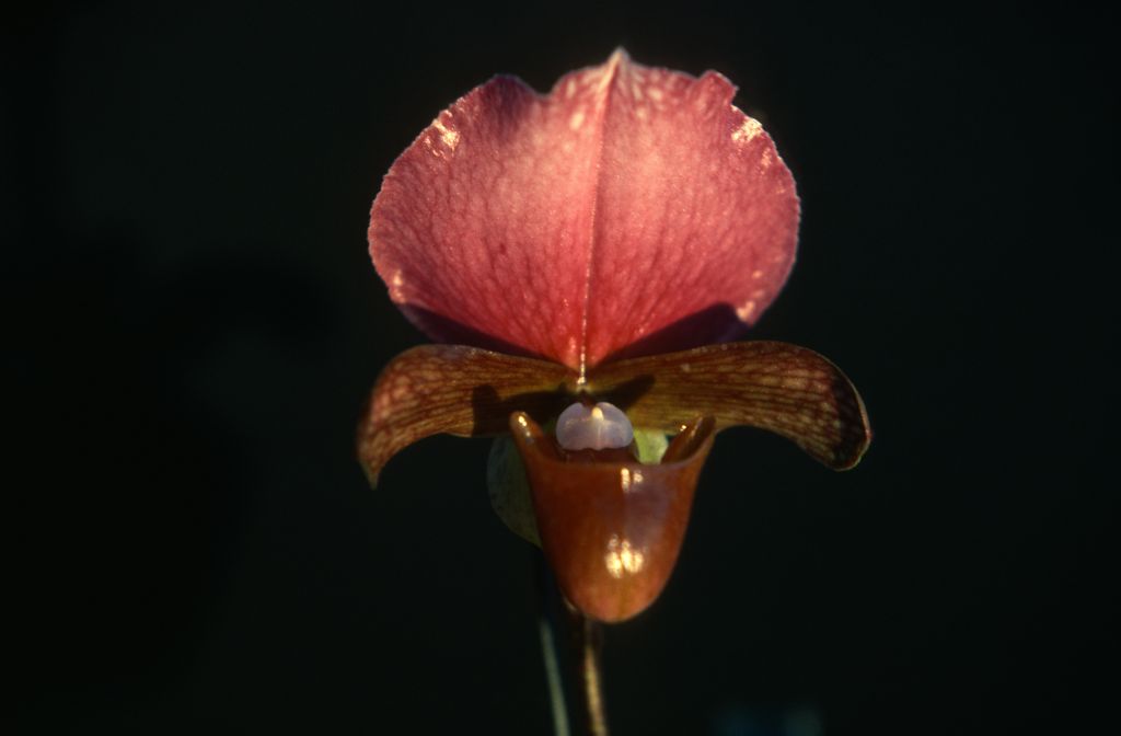 Paphiopedilum charlesworthii 'Dennis', one of only 2 slides labeled in this roll, February 1978, roll 197802H7red slide 7.  Species described in 1894.