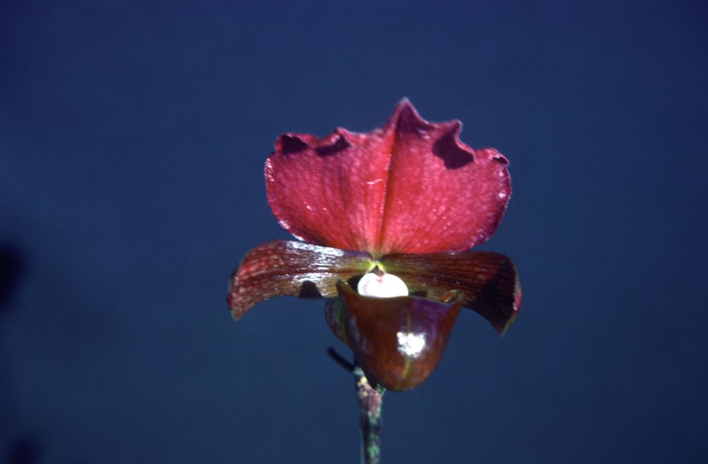 Paphiopedilum charlesworthii 'Burma Beauty', December 1978, roll 197812H9 slide 1.  Species described in 1894.