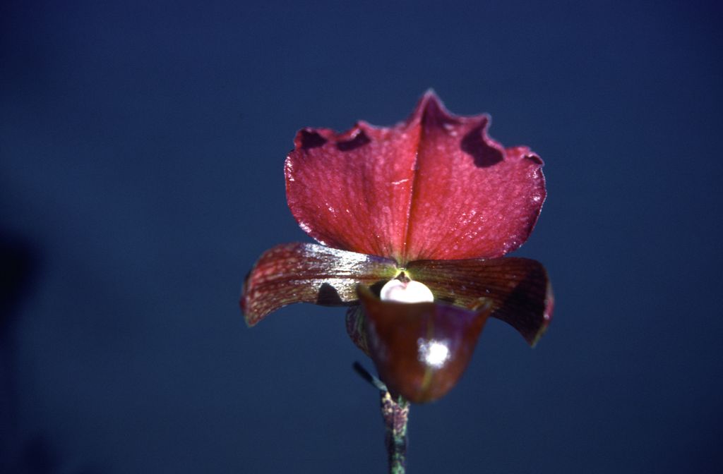 Paphiopedilum charlesworthii 'Burma Beauty', December 1978, roll 197812H9 slide 2.  Species described in 1894.