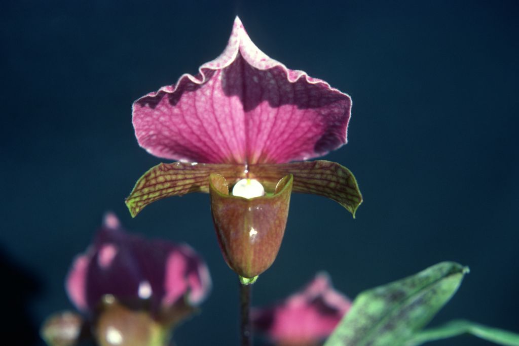 Paphiopedilum charlesworthii 'Dennis', Program 2 slide 4, December 1977, roll 197712H6 slide 15.  Species described in 1894.