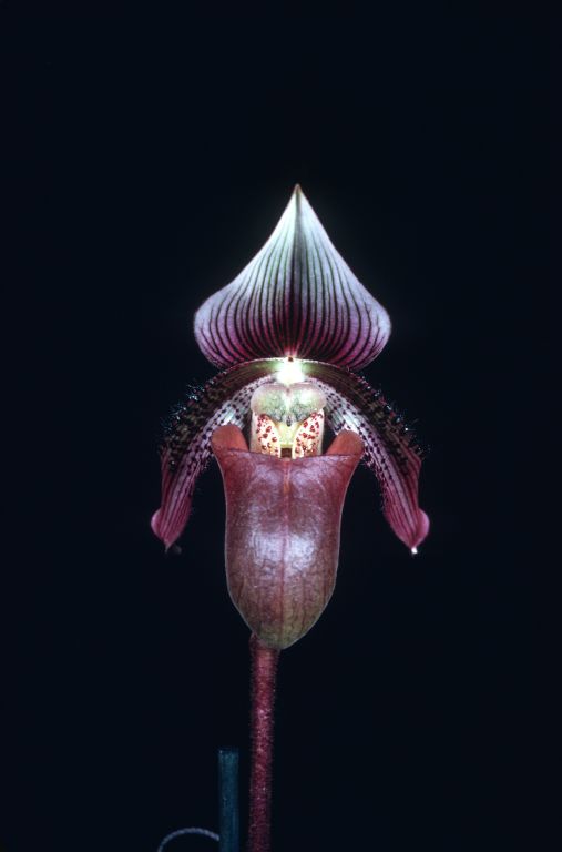Paphiopedilum ciliolare, January 1971, roll 197101H3 slide 12.  Species described in 1892.