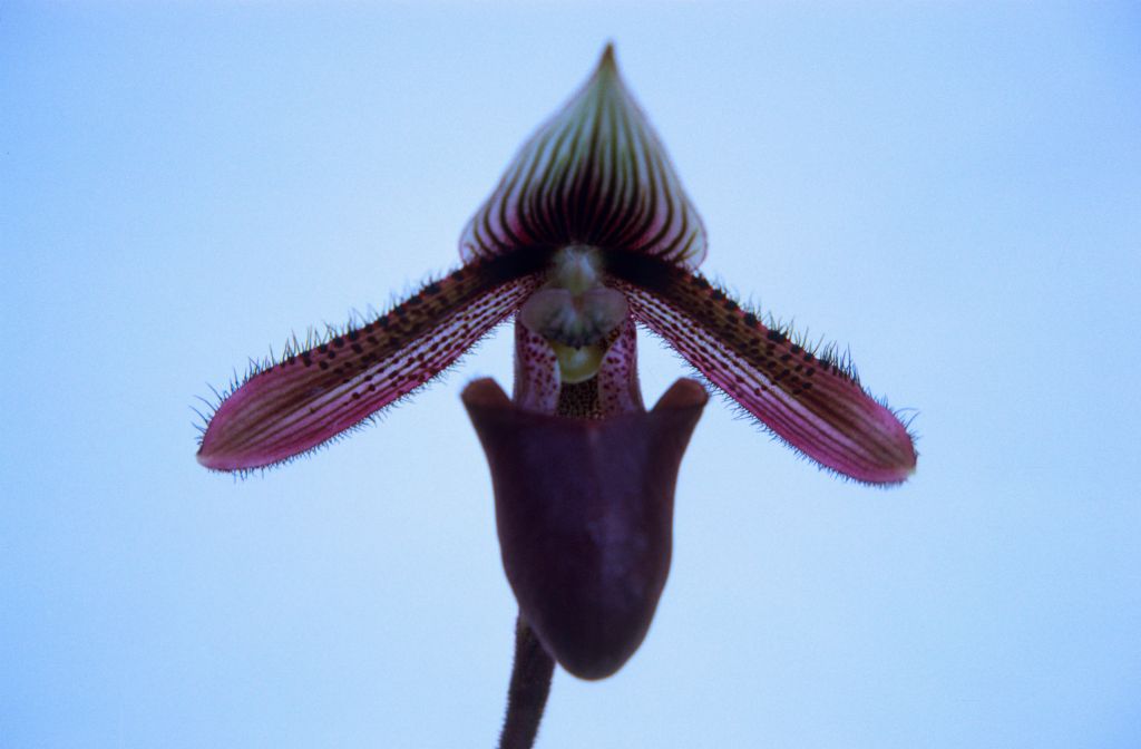 Paphiopedilum ciliolare, February 1972, roll 197202H2 slide 2.  Species described in 1892.