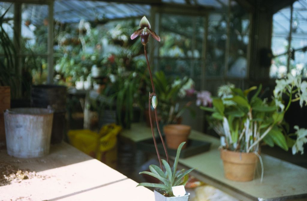 Paphiopedilum ciliolare stem and  plant for Philippines Species program (intended for use in Program 18, slide 22), April 1972, roll 197204H7 slide 11.  Species described in 1892.