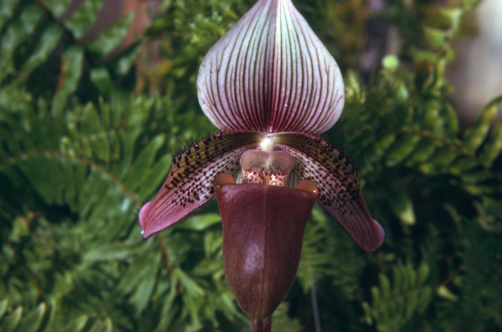 Paphiopedilum ciliolare, June 1974, roll 197406H12 slide 11.  Species described in 1892.