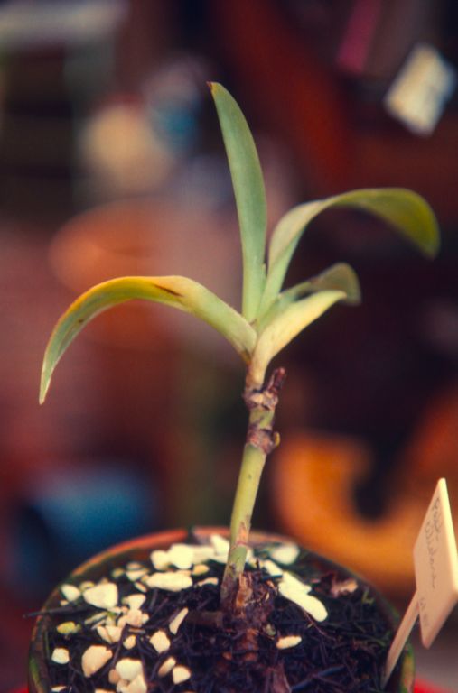 Paphiopedilum ciliolare, unusual keiki growth from inflorescence, no date on slide.  Species described in 1892.