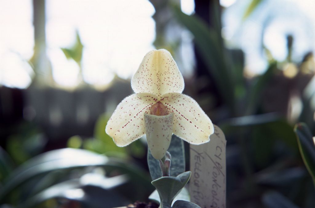 Paphiopedilum concolor, KM, September 1967, roll 196709H7 slide 5.  Species described in 1888.