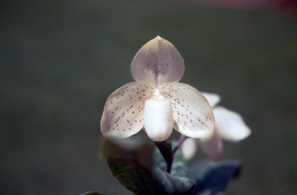 Paphiopedilum concolor 'Gold Star', July 1970, roll 197007H2 slide 13.  Species described in 1888.