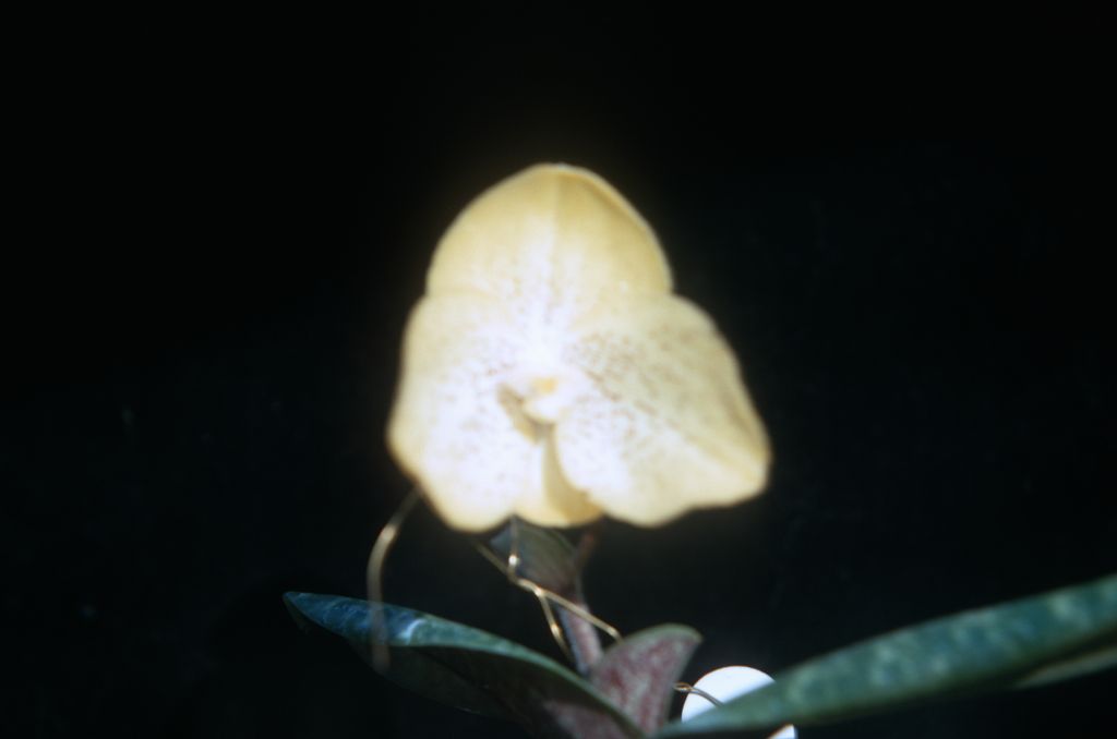 Paphiopedilum concolor 'Perfection', Rands, May 1971, roll 197105H7 slide 13.  Species described in 1888.