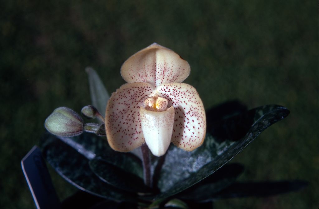 Paphiopedilum concolor 'Lucky', August 1971, roll 197108H3 slide 18.  Species described in 1888.