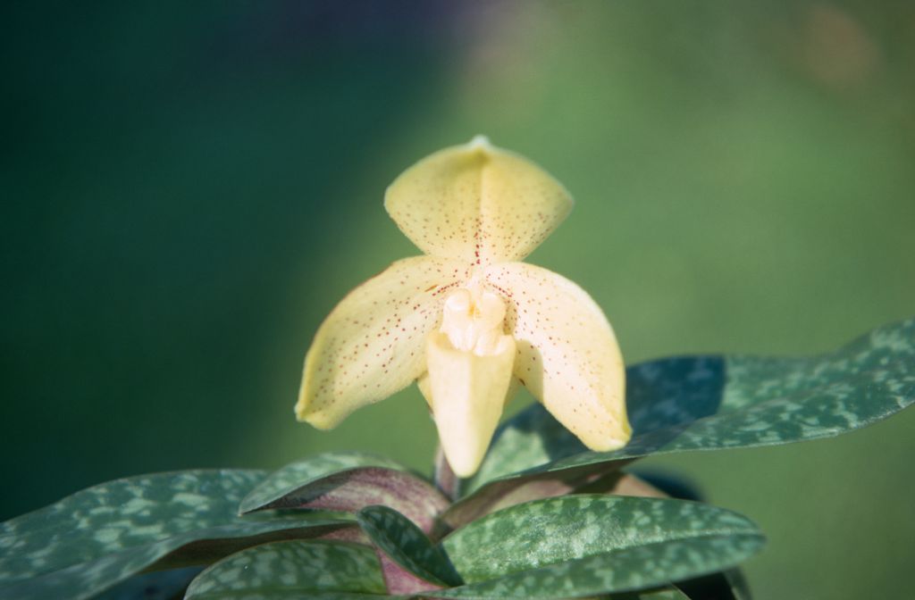 Paphiopedilum concolor chlorophyllum, September 1971, roll 197109H3 slide 1.  Species described in 1888.