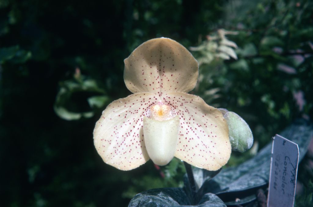 Paphiopedilum concolor 'Yellow Dragon', July 1974, roll 197407H4 slide 4.  Species described in 1888.