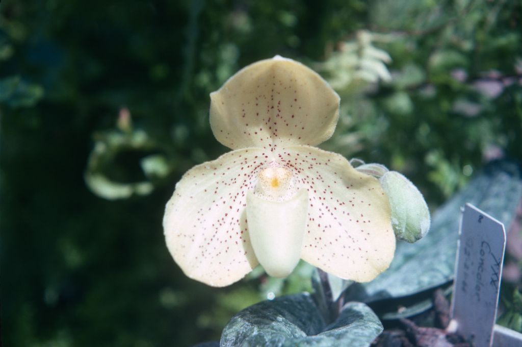 Paphiopedilum concolor 'Yellow Dragon', July 1974, roll 197407H4 slide 5.  Species described in 1888.