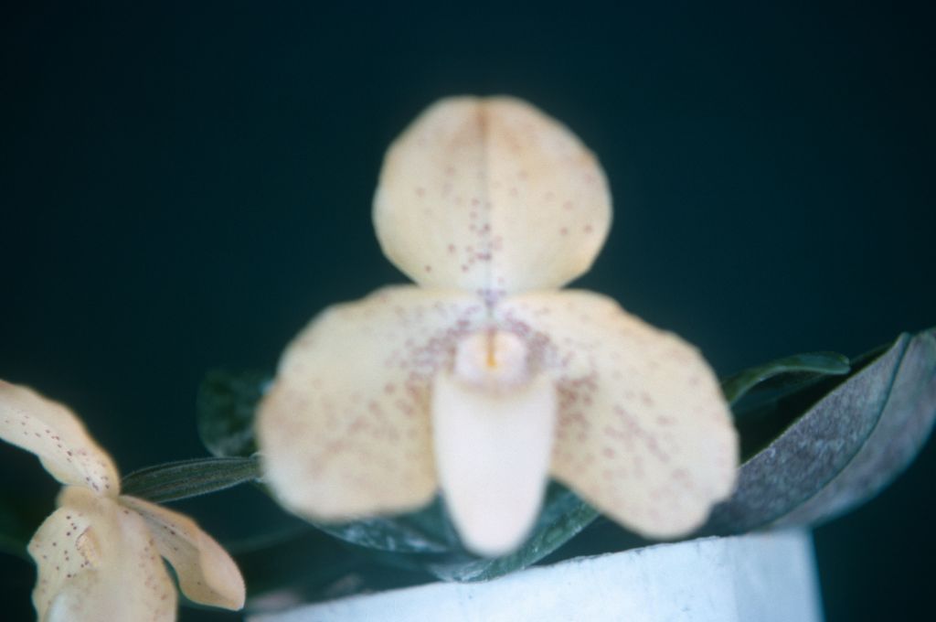 Paphiopedilum concolor 'Canary', April 1975, roll 197504H12 slide 17.  Species described in 1888.