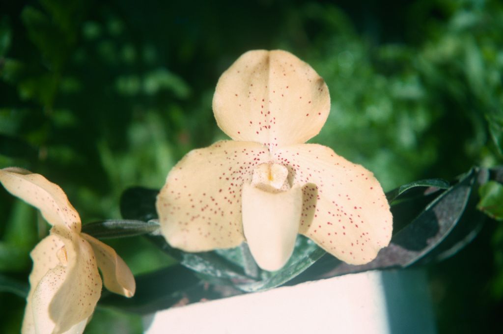 Paphiopedilum concolor 'Canary', April 1975, roll 197504H12 slide 2.  Species described in 1888.