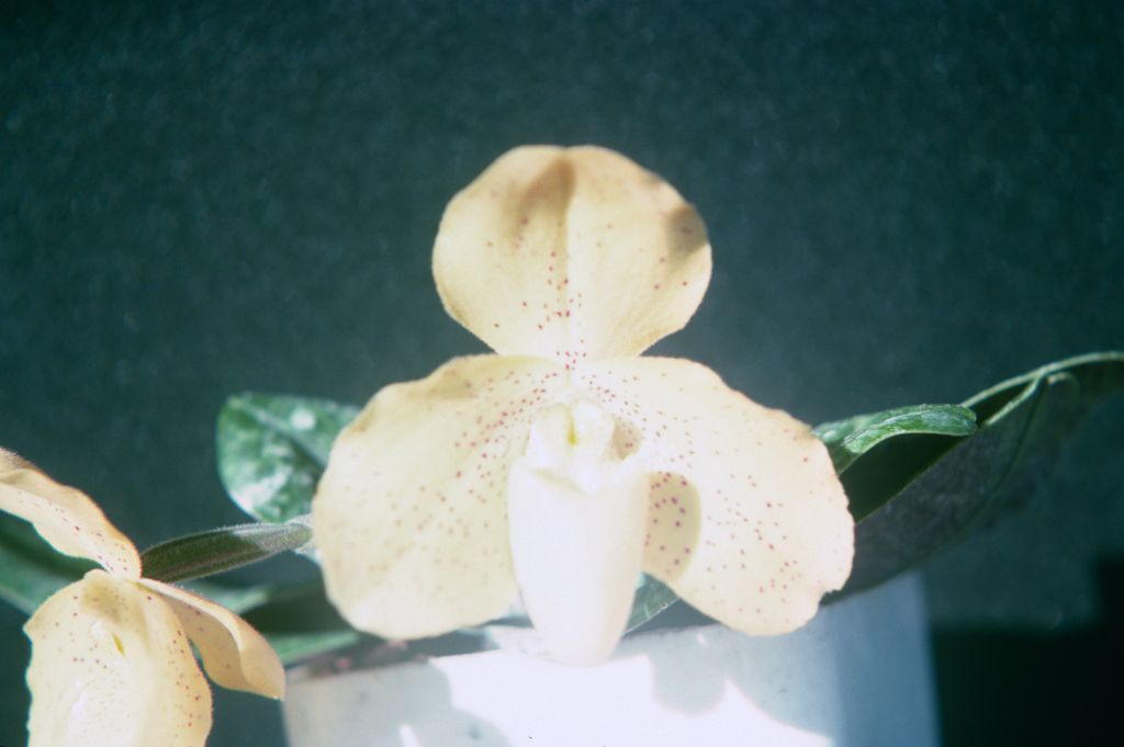 Paphiopedilum concolor, label from box cover, April 1975, roll 197504H7 slide 2.  Species described in 1888.