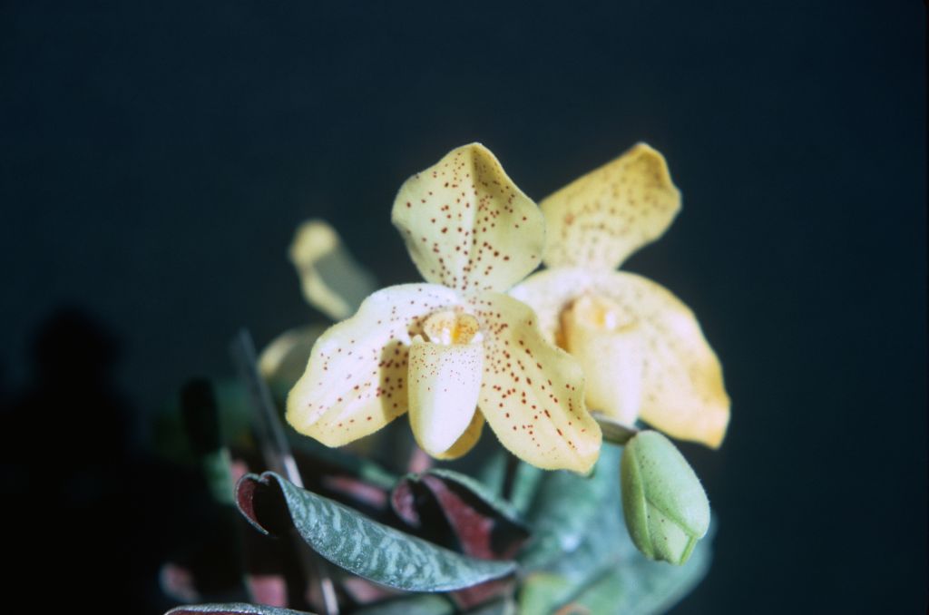 Paphiopedilum concolor, August 1976, roll 197608H2 slide 14.  Species described in 1888.