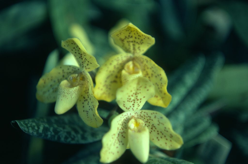Paphiopedilum concolor, September 1976, roll 197609H2 slide 3.  Species described in 1888.