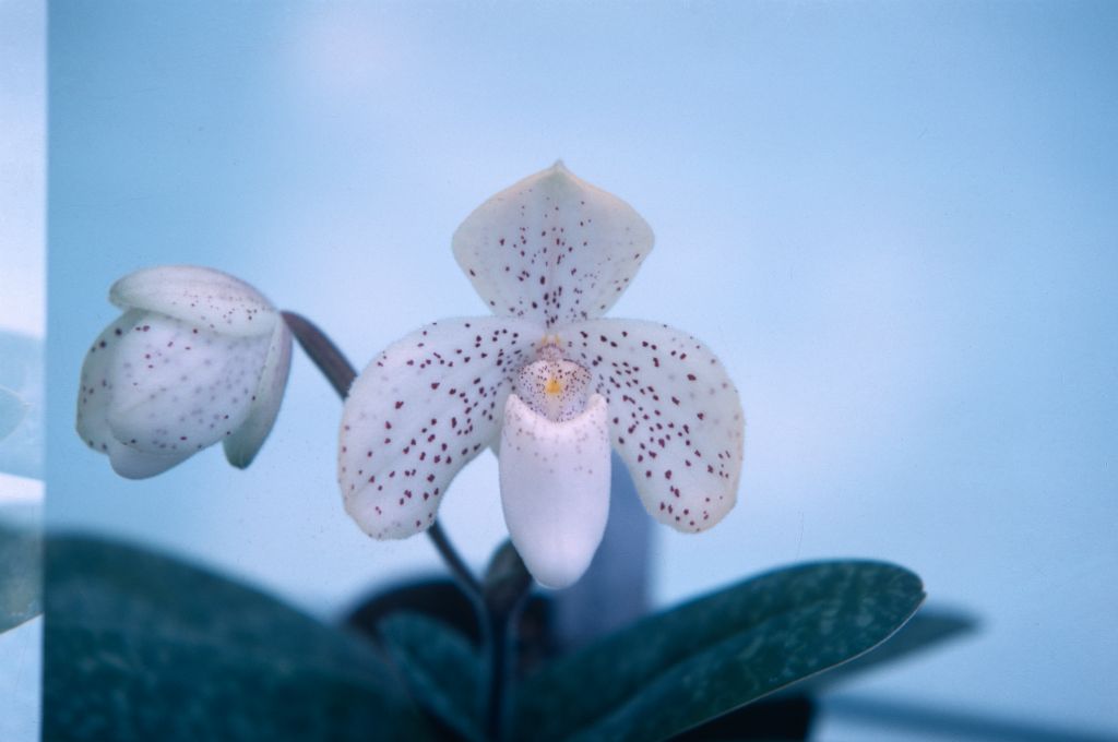 Paphiopedlium concolor, no date on slide.  Species described in 1888.