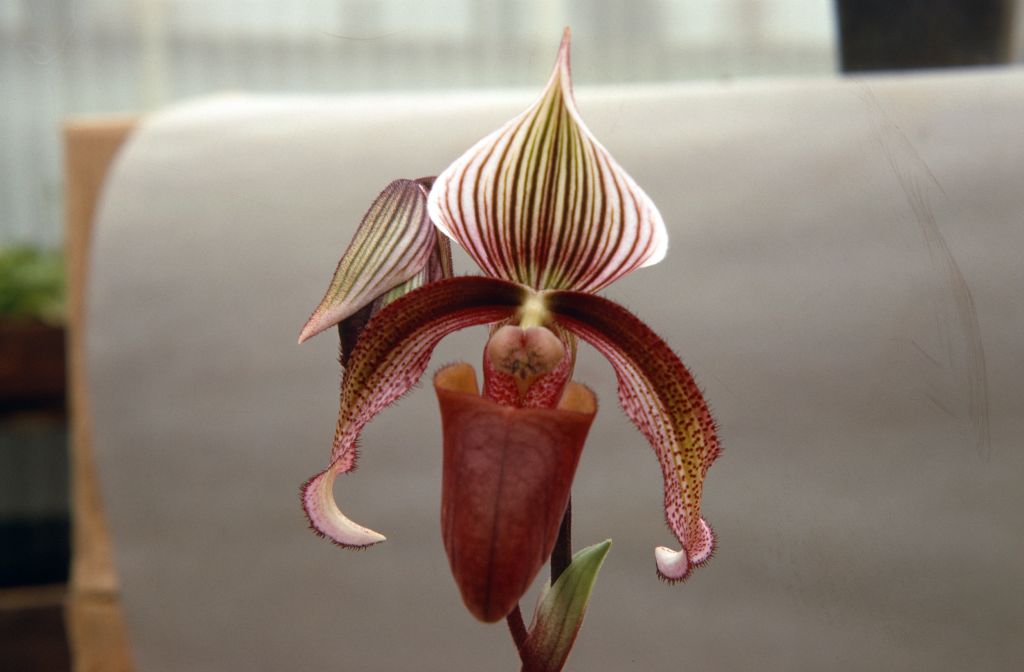 Paphiopedilum curtisii 'Exquisitum' (probably at Norris Powell's, like the other photos in this part of the roll), July 1967, roll 196707H3 slide 8.  Species described in 1892.