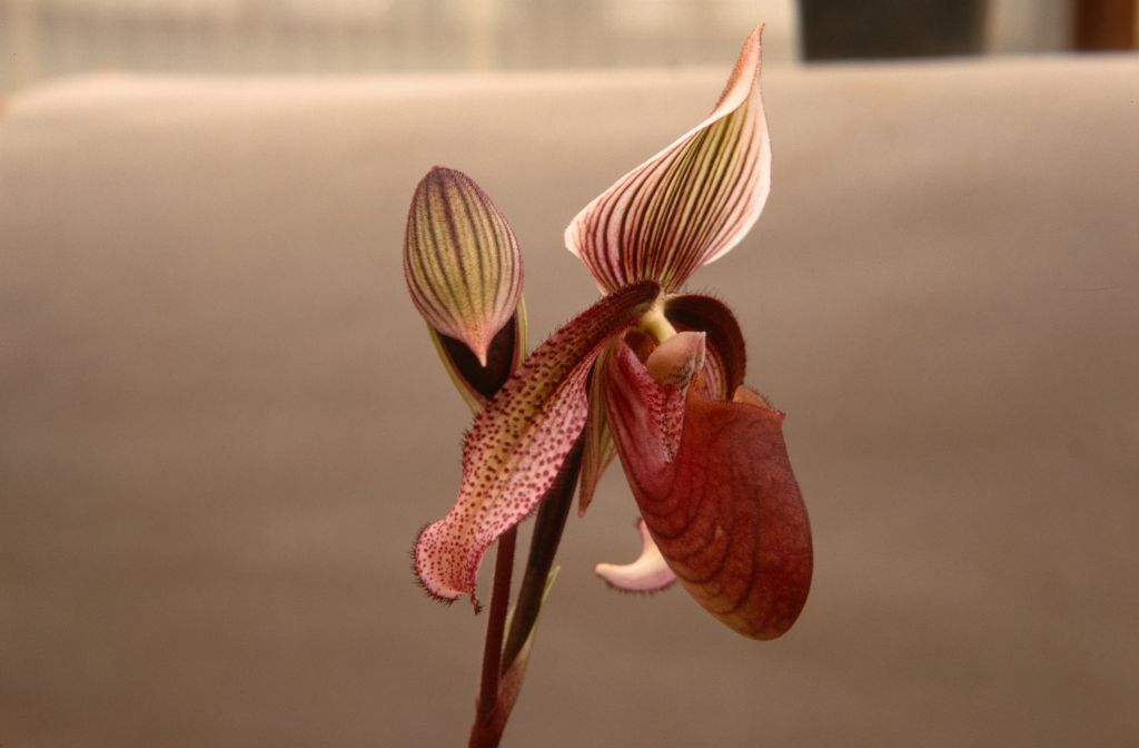 Paphiopedilum curtisii 'Exquisitum' (probably at Norris Powell's, like the other photos in this part of the roll), July 1967, roll 196707H3 slide 9.  Species described in 1892.
