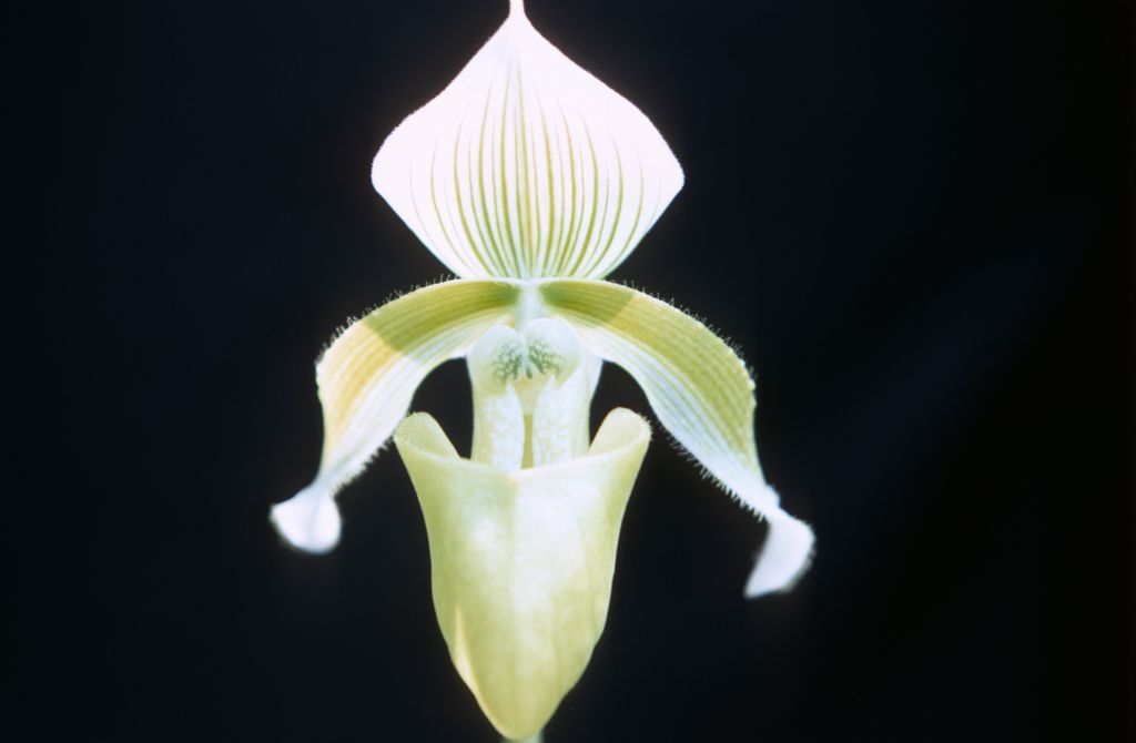 Paphiopedilum curtisii sanderae, August 1968, roll 196808H1 slide 3.  Species described in 1892.