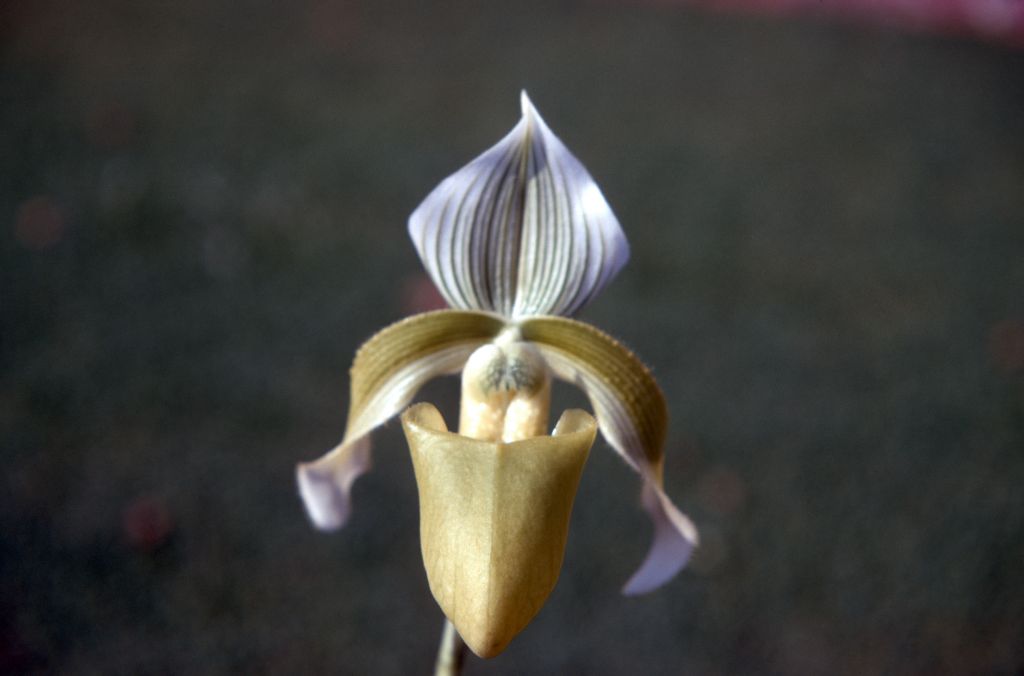 Paphiopedilum curtisii sanderae, October 1970, roll 197010H4 slide 8.  Species described in 1892.