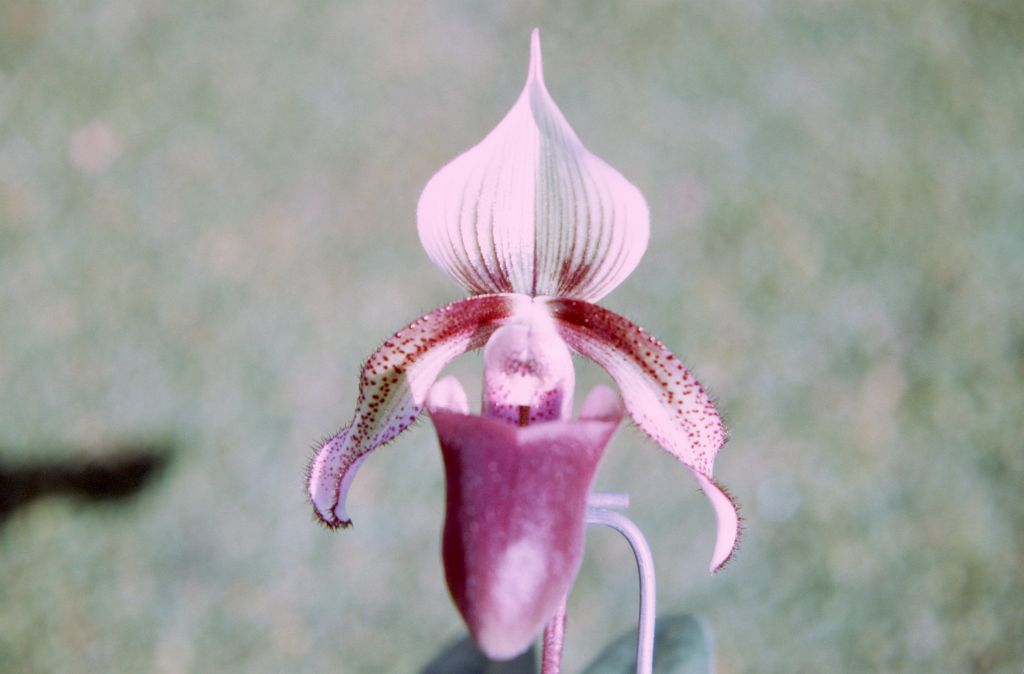 Paphiopedilum curtisii, December 1971, roll 197112H4 slide 16.  Species described in 1892.