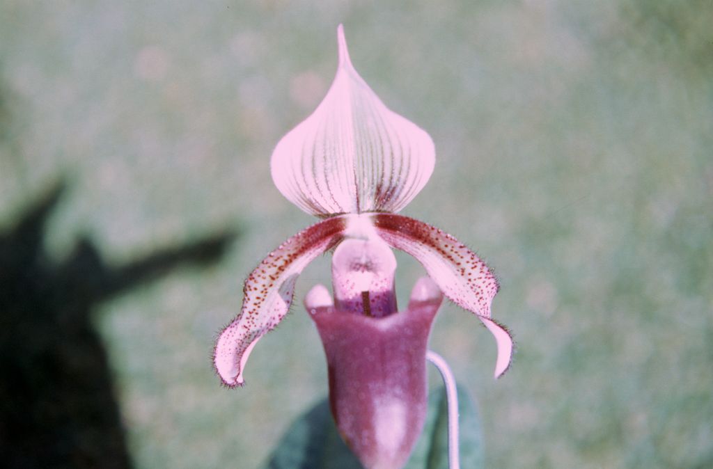 Paphiopedilum curtisii, December 1971, roll 197112H4 slide 17.  Species described in 1892.