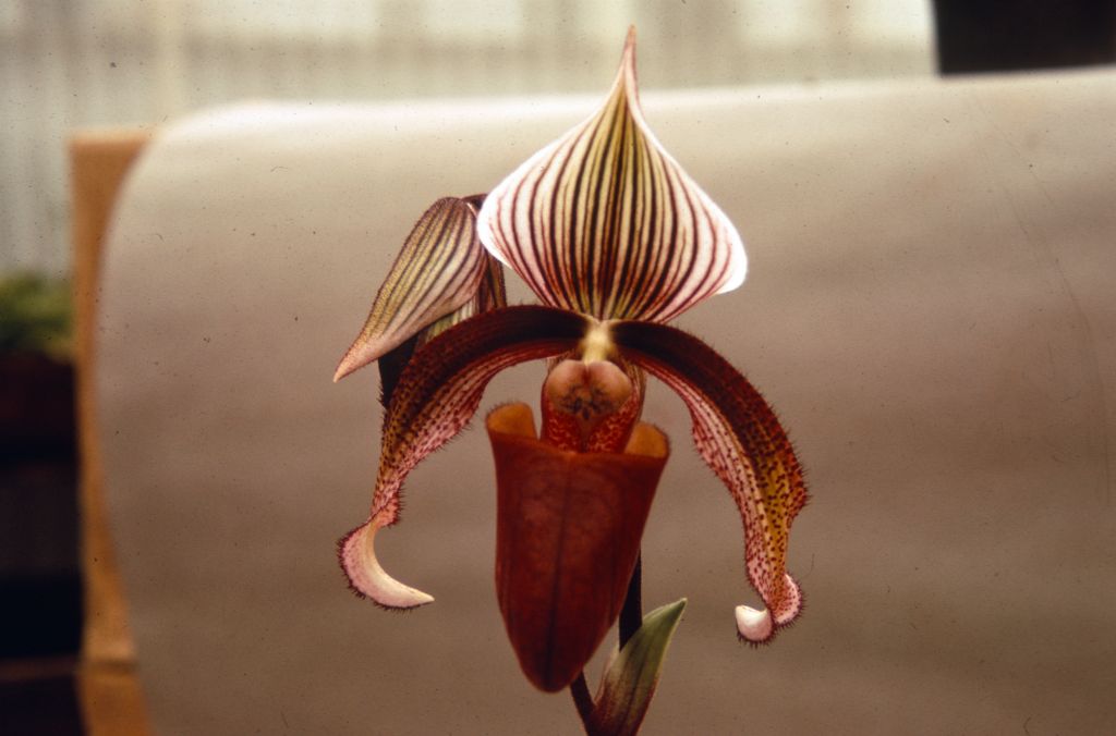Paphiopedilum curtisii 'Exquisitum', Duplicate Slide 13, made April 1972, roll 197204P15.  Species described in 1892.