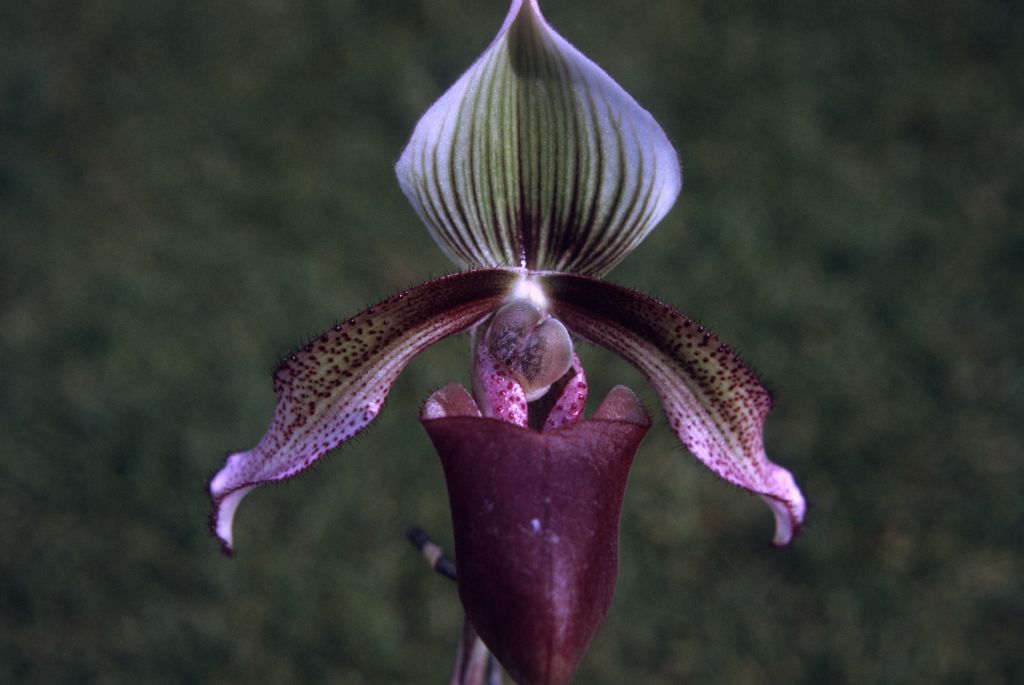 Paphiopedilum curtisii, June 1972, roll 197206H3 slide 2.  Species described in 1892.