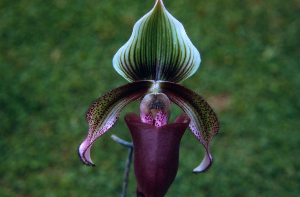 Paphiopedilum curtisii dark form, June 1972, roll 197206H4red slide 3.  Species described in 1892.