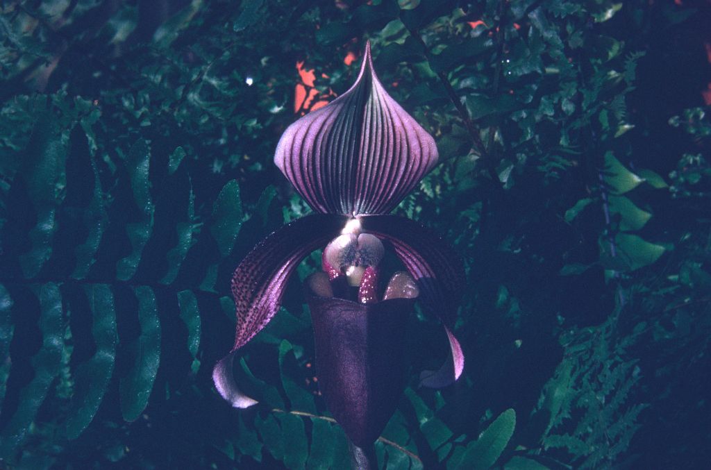Paphiopedilum curtisii 'Jungle G...', label from slide box cover, June 1974, roll 197406H12 slide 17.  Species described in 1892.
