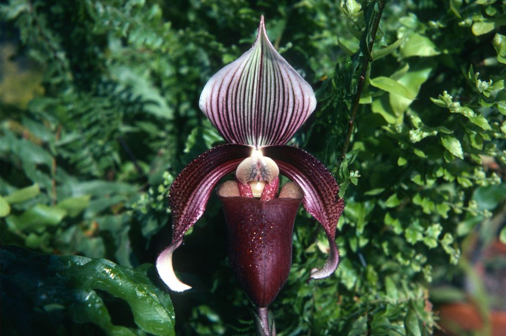 Paphiopedilum curtisii 'Jungle Queen' HCC, July 1974, roll 197407H4 slide 13.  Species described in 1892.