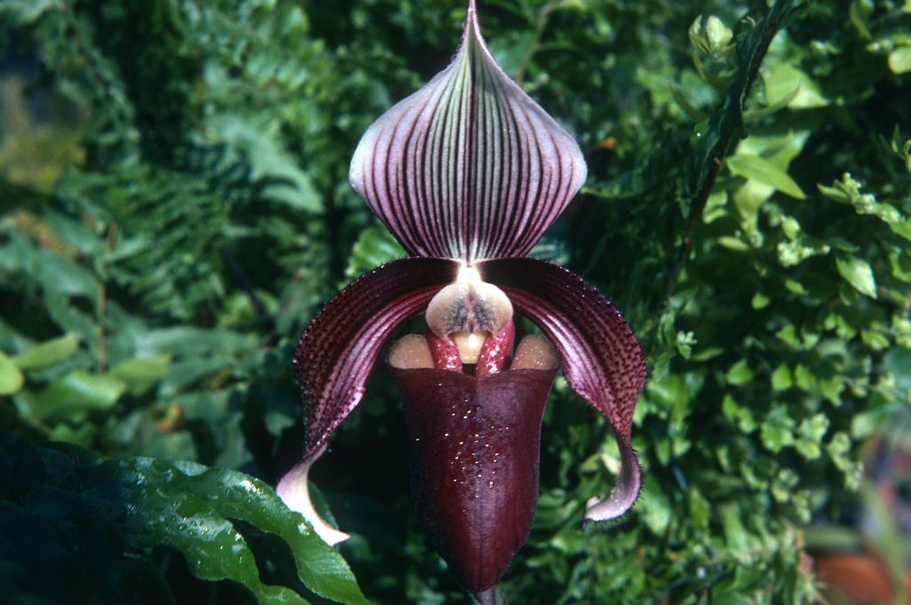 Paphiopedilum curtisii 'Jungle Queen' HCC, July 1974, roll 197407H4 slide 14.  Species described in 1892.