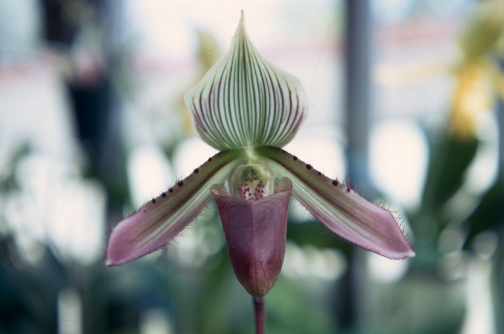 Paphiopedilum dayanum, M.B.G., September 1967, roll 196709H7 slide 15.  Species described in 1892.