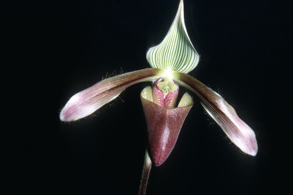 Paphiopedilum dayanum R69P1, Rands, February 1969, roll 196902H5 slide 12.  Species described in 1892.