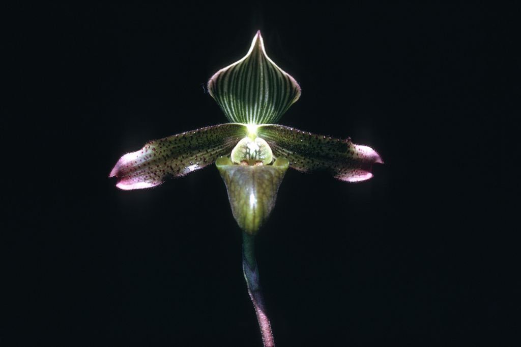 Paphiopedilum dayanum, March 1970, roll 197003H slide 9.  Species described in 1892.