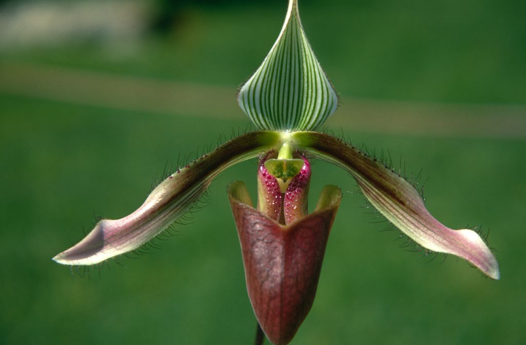 Paphiopedilum dayanum 'Carimo', May 1970, roll 197005H4 slide 1.  Species described in 1892.