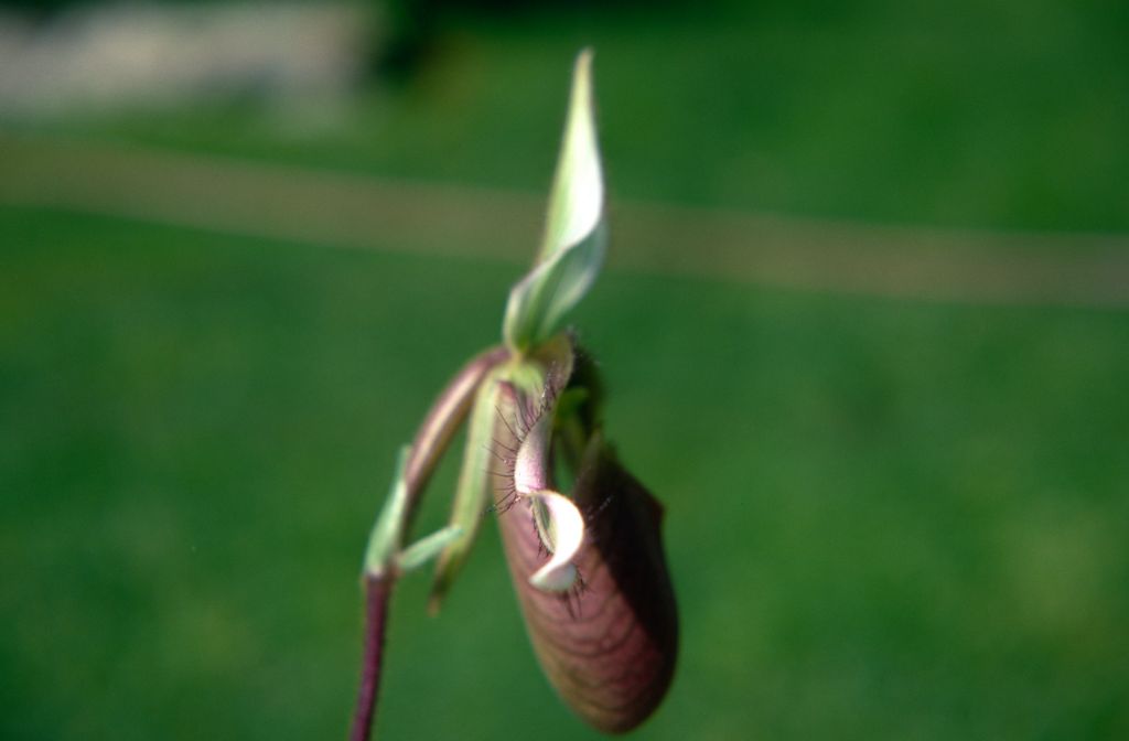 Paphiopedilum dayanum 'Carimo' side view, May 1970, roll 197005H4 slide 2.  Species described in 1892.