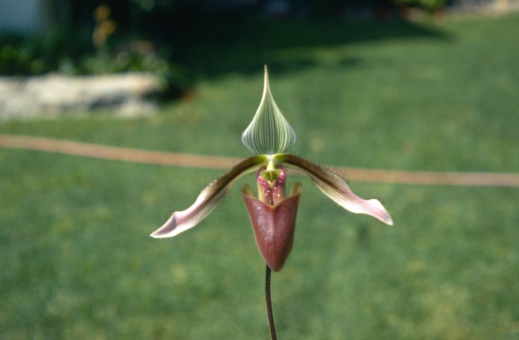 Paphiopedilum dayanum 'Carimo', May 1970, roll 197005H4 slide 3.  Species described in 1892.