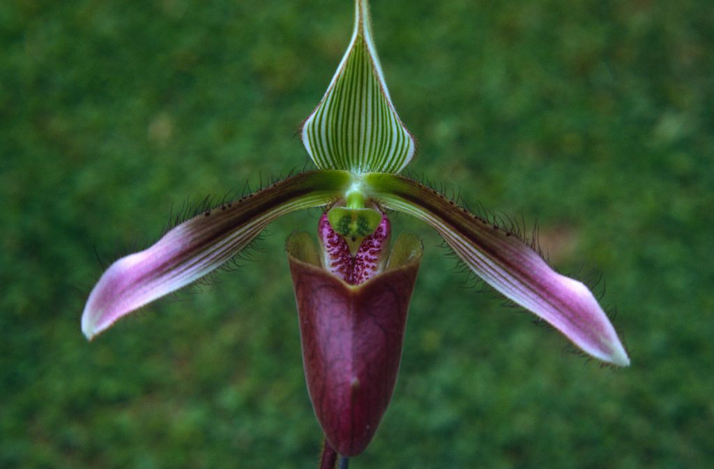 Paphiopedilum dayanum, June 1972, roll 197206H4red slide 4.  Species described in 1892.