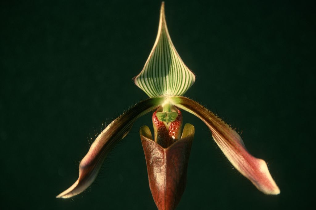 Paphiopedilum dayanum 'Beall's', April 1975, roll 197504H7 slide 12.  Species described in 1892.