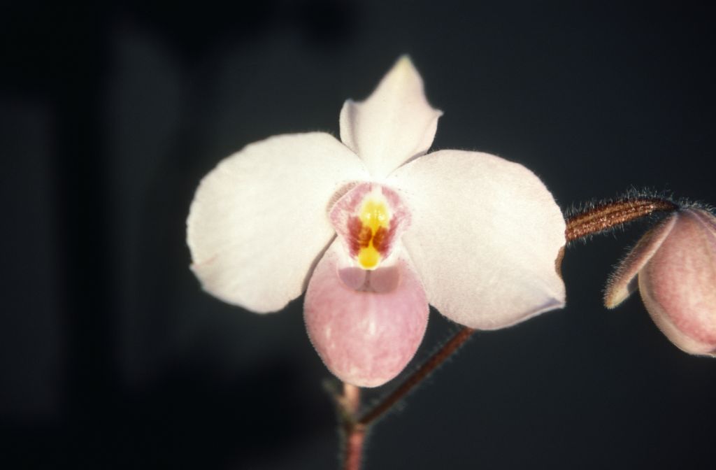 Paphiopedilum delenatii, July 1978, roll 197807H8 slide 11.  Species described in 1924.