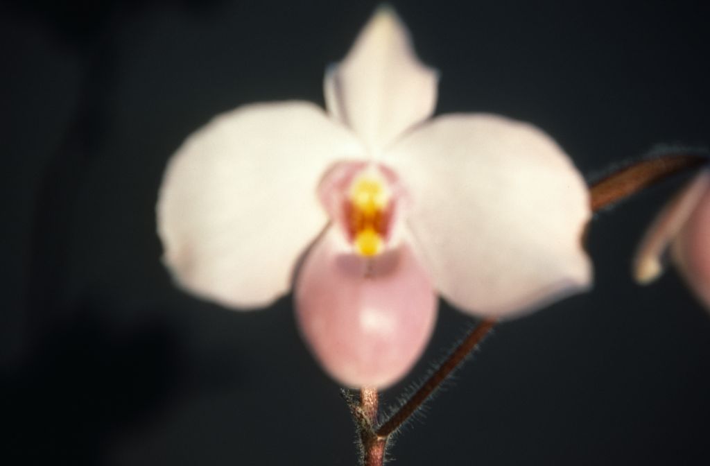Paphiopedilum delenatii, July 1978, roll 197807H8 slide 12.  Species described in 1924.