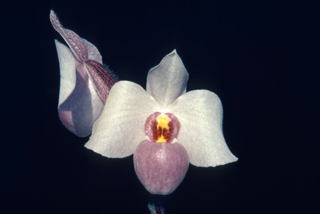 Paphiopedilum delenatii, Program 2 slide 6, April 1969, roll 196904embossed slide 4.  Species described in 1924.
