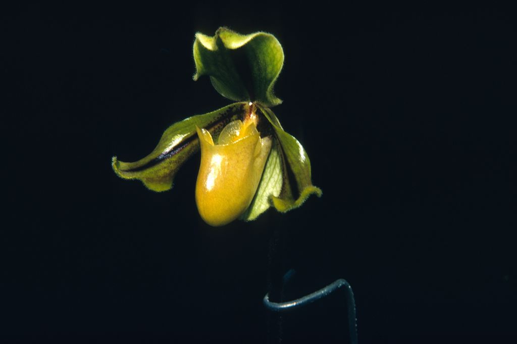 Paphiopedilum druryi K70I1, June 1970, roll 197006 slide 2.  The collection number indicates the Keyes acquired this plant in 1970, imported from Indonesia.  Species described in 1892.